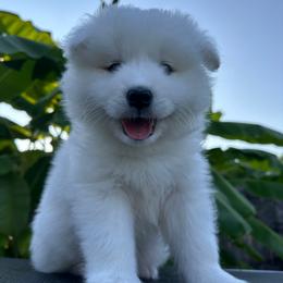 Tony - White male Samoyed puppy in Lafayette, Louisiana from Southern Roux Samoyeds