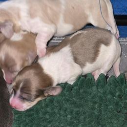 Blue based shaded cream piebald - Blue and cream female Dachshund puppy in Port Charlotte, Florida from Vicki's Dachshund Crossing