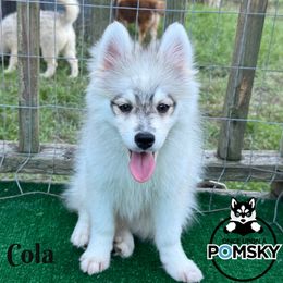 Coke cola - Silver male Pomsky puppy in Eastman, Georgia from Once Upon A Pomsky