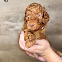 Irving - Red  male Goldendoodle puppy in Abilene, Texas from Mesquite Kennels