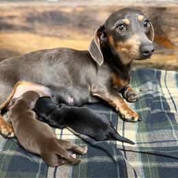 Oakley - Chocolate and tan male Dachshund puppy in Marvell, Arkansas from Hat Creek Kennel