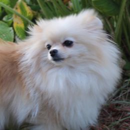 Diamond - Pomeranian