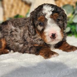 Jackson - Merle male Bernedoodle puppy in Dothan, Alabama from Farquharson's Poodles&Doodles