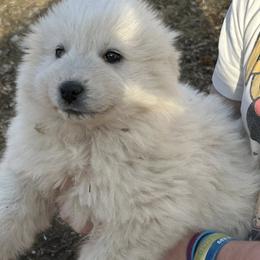 Trixie - Great Pyrenees