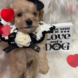 Lainey - Apricot female Maltipoo puppy in Apple Valley, California from Boujeepups