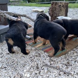 Rottweiler Puppies from Cross Creek Rottweilers