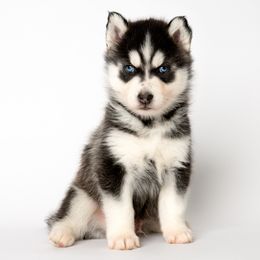Aristotle - Black and white Siberian Husky puppy in Meadow Vista, California from Thistle Hill Canine