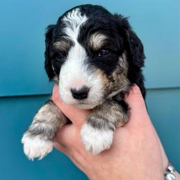 Black tri - male Australian Mountain Doodle puppy in Blue Springs, Missouri from Jeanie’s Doodles