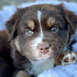 Australian Shepherds from Kika’s Australian Shepherds