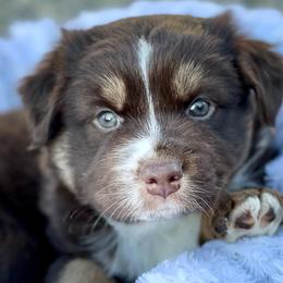 Australian Shepherds from Kika’s Australian Shepherds