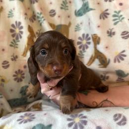 Green-Padmé - Chocolate and tan female Dachshund puppy in Waukegan, Illinois from Rolling and Howling Basset Hounds and Dachshunds