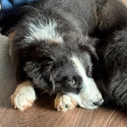 Boy #1 - Black & white Australian Shepherd puppy in Oregon from Royal Australian Shepherds