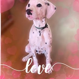 Cypress - White and black Dalmatian puppy in Clinton, Missouri from Dalmatia BnB