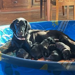 Girl 3 - Black female Labrador Retriever puppy in Oakdale, California from Peak Labrador Retrievers