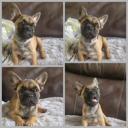 Thea - Fawn and white female French Bulldog puppy in Plymouth, Utah from Country Sunshine