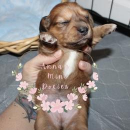 Blaze(blue collar) - Dapple male Dachshund puppy in Pope, Mississippi from Anna’s Mini Doxies
