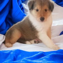 Collie Puppies from Sweetwater Rough Collies