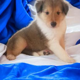 Collie Puppies from Sweetwater Rough Collies