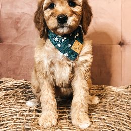 Goldendoodle Puppies from The Doting Doodle
