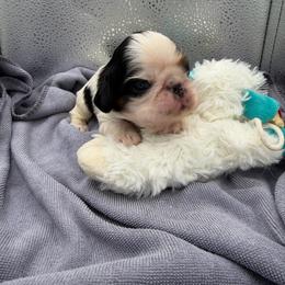 Smee - Black white and tan male English Toy Spaniel puppy in Pennsylvania from Enchanting Charlies