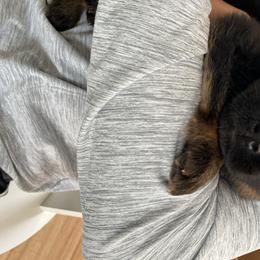German Shepherd Puppies from Vom Hillhaus