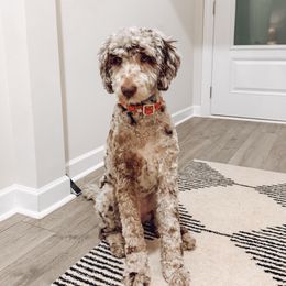 Sloane - Goldendoodle