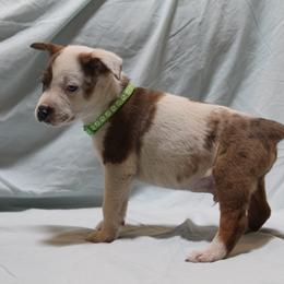 Chance - Red mottled male Australian Cattle Dog puppy in Willamina, Oregon from Cherished Chihuahuas