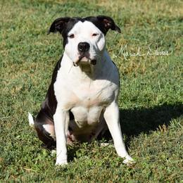 Willow - American Bully