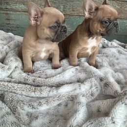 French Bulldog Puppies from Southern Dreams Farm, LLC