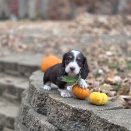 AKC Meet Boy 2 :) - Piebald male Dachshund puppy in Centerville, Iowa from Barnyard Dachshunds, Dals & Doodles