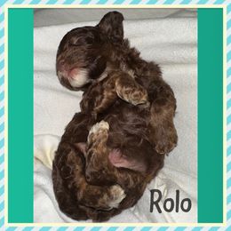 Rolo - Brown and tan male Cockapoo puppy in Connersville, Indiana from MoonShine Babies