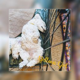 Poodle Puppies from LaTerra Cove Poodles