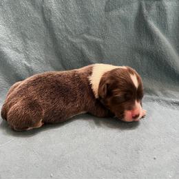 Girl 2 Bluie - Blue female Pembroke Welsh Corgi puppy in Moundville, Alabama from Cartee Corgis - Debi Cartee Mills