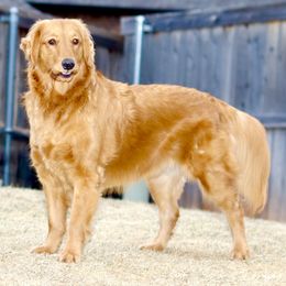 Golden Retriever and Miniature Australian Shepherd All Grown Up from Raised Right Pups