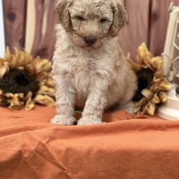 Goldendoodle Puppies from Smiths Doodles