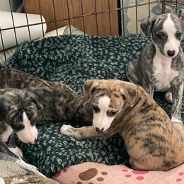 Dalmatian and Whippet Puppies from Hapi-Dal Dalmatians and Primetime Whippets