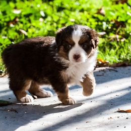 Miniature Australian Shepherd Puppies from Rockin D Mini Aussies