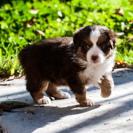 Miniature Australian Shepherd Puppies from Rockin D Mini Aussies