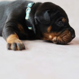 Doberman Pinscher Puppies from Bigfoot Valley Dobermans