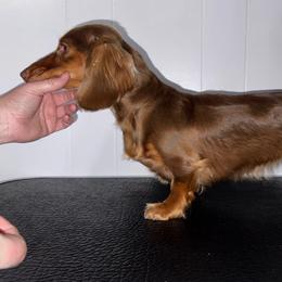 Tink - Dachshund