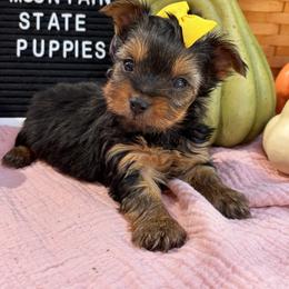 Tiny Girl 2 - Black and gold female Yorkshire Terrier puppy in Charleston, West Virginia from Mountain State Puppies