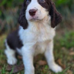 NO COLLAR - Liver and white male English Springer Spaniel puppy in Jesup, Georgia from 31 Pines Kennels
