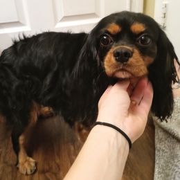 Howdy - Cavalier King Charles Spaniel