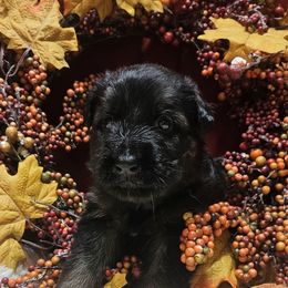 Mr Brown - Black and red male German Shepherd puppy in Newaygo, Michigan from Sterley Shepherds