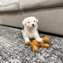 Ben - White and red male Border Collie puppy in Washburn, Missouri from BS Farms