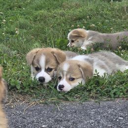 Pembroke Welsh Corgi puppies from Salted Rim Corgis