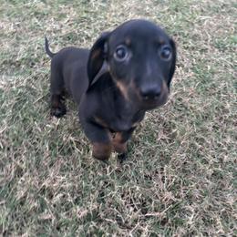 Dachshund Puppies from Story Dachshunds