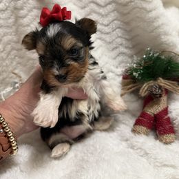 Red - Black and tan female Yorkshire Terrier puppy in Lexington, North Carolina from Silver Valley Yorkies
