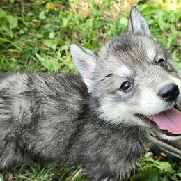 Cuddles - Agouti and white female Siberian Husky puppy in Kansas City, Missouri from Anuun's Huskies
