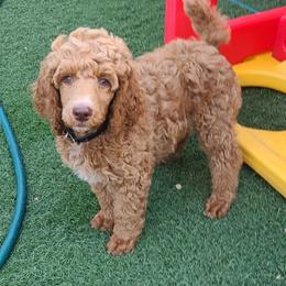 Benjamin - Red  male Poodle puppy in Colorado Springs, Colorado from Silly's Standard Poodles
